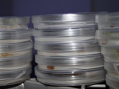 Close up of petri dishes, 13 January 2011. 