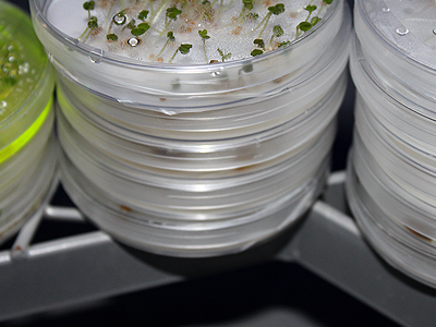 Top view of petri dishes, 13 January 2011. 