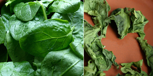 CHLOROPHYLL EXPERIMENT