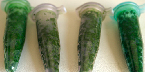 The small microtubes are filled with the mixture of alcohol and leaves.
