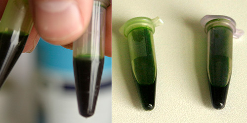 This separated the mix into a solid and liquid layer, the solid layer was discarded and the liquid containing the chloro