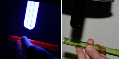 By shaking a test tube the chlorophyll-alcohol mix spreads and the glow distributes.