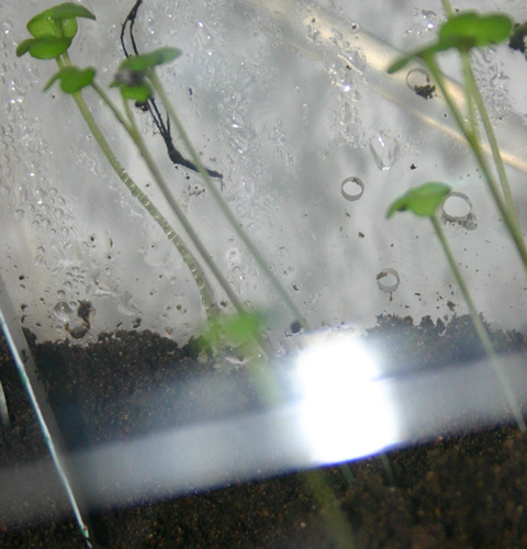 cress growing in system