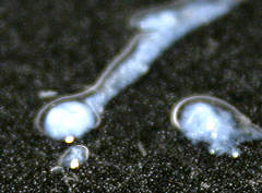 &copy; c-lab 2004, onion DNA