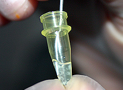 &copy; c-lab 2004, place into microtube for storage in freezer