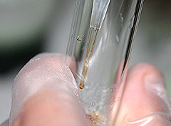 &copy; c-lab 2004, add 3 drops of protease enzyme extract
