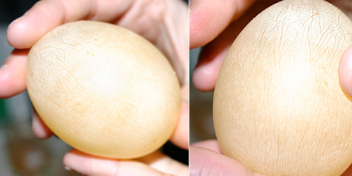 Three days later, the eggs are 'shell-less', 28 May 2007.