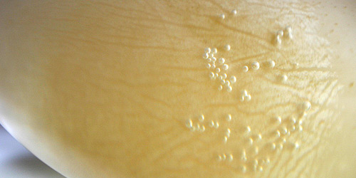 Osmosis in action, 30 May 2009. 