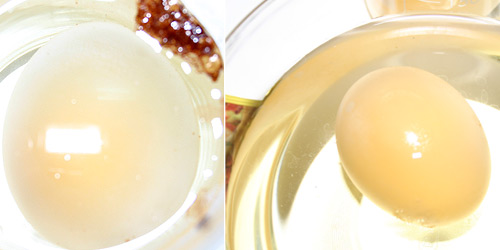 Note difference between the shell-less eggs. The enlarged one of the left is in vinegar solution, whilst the egg on the 