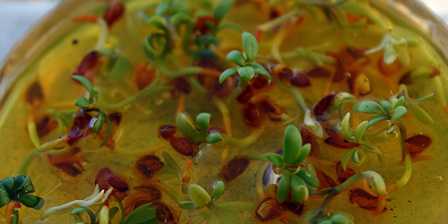 Fluorescent Cress Plants