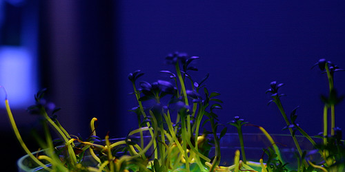 Growing cress seeds in fluorescent dye in controlled experiment using different concentrations of fluorescent dye,  24 J