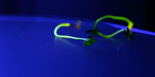 Growing cress seeds in fluorescent dye in controlled experiment using different concentrations of fluorescent dye,  24 J