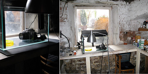 Time lapse photography used to document fluorescence uptake, 20 April - 08 May 2008.  