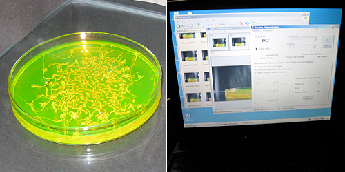 Time lapse photography used to document fluorescence uptake, 20 April - 08 May 2008.  