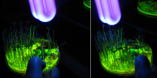 Few plants show successful uptake of fluorescent dye in another experiment, 27 April - 08 May 2008. 