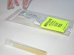 © c-lab 2004, tube of actively growing e.coli
