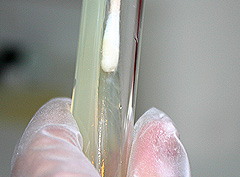 © c-lab 2004, removing loopful of e.coli from surface of agar