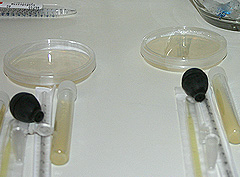 © c-lab 2004, experiment materials