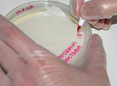 © c-lab 2004, labelling lid of petri dish