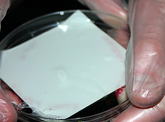© c-lab 2004, nitrocellulose membrane containing transformed colonies