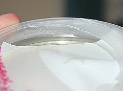 © c-lab 2004, close up of transformed colonies