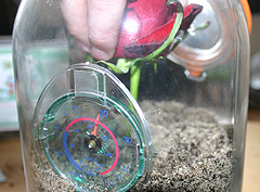 &copy; c-lab 2005, planting the rose cutting