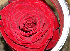 &copy; c-lab 2005, rose