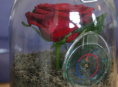 &copy; c-lab 2005, rose in jar with soil
