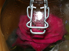 &copy; c-lab 2005, close greenhouse