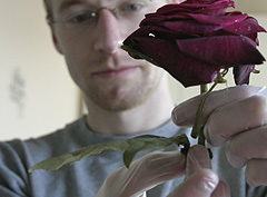 &copy; c-lab 2005, holding the rose