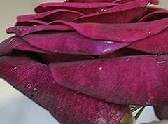 &copy; c-lab 2005, closeup of rose