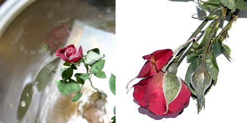 roses after 6 hrs of exposure, &copy; c-lab 2007