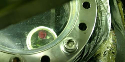 rose inside the chamber, &copy; c-lab 2007