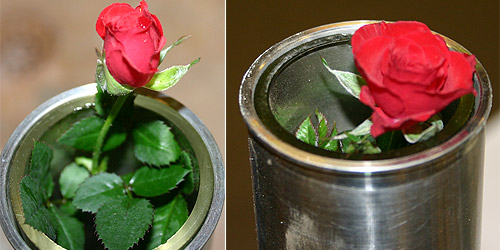 the two roses prior to exposure, &copy; c-lab 2007