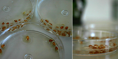 Magnetically actuated Cress plants