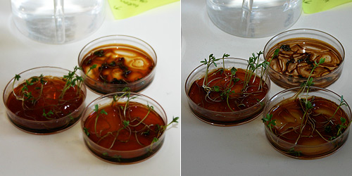 Each dish was treated with iron oxide nanomagnetic particles, 23-24 February 2008.