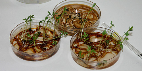 Each dish was treated with iron oxide nanomagnetic particles, 23-24 February 2008.