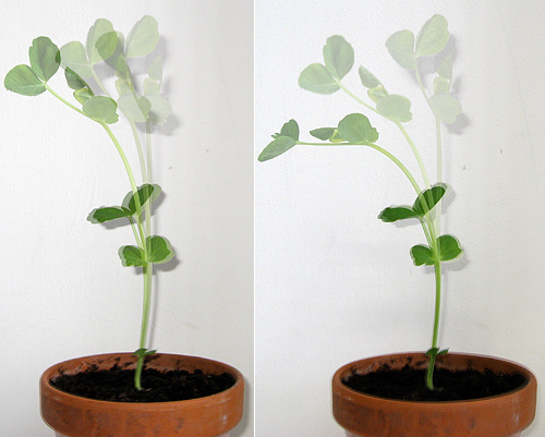 Plant growth response to light 