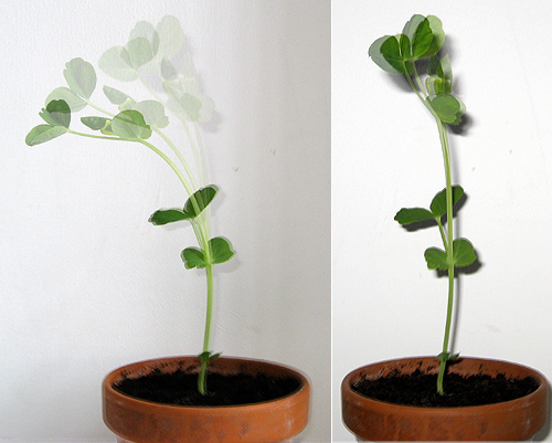 Left: 1st layer - opacity: 50%, time: 15:16, 2nd layer - opacity: 50%, time 15:44, 3rd layer - opacity: 55%, time 16.14,