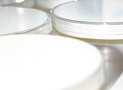 &copy; c-lab 2002, petri dishes with melted agar
