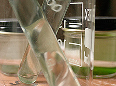 &copy; c-lab 2002, cynabacterias
