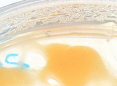 &copy; c-lab 2002, nostoc commune on agar