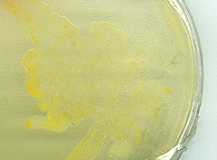 &copy; c-lab 2002, gleeocapsa .sp on nutrient agar