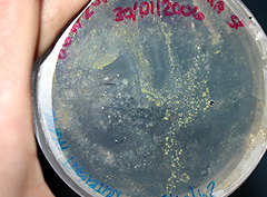 &copy; c-lab 2002, gleeocapsa .sp on agar