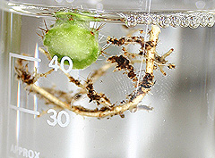&copy; c-lab 2004, plant tissue in sterilized dilute bleach solution