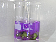 &copy; c-lab 2004, plant tissue in methylated spirits