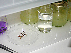 &copy; c-lab 2004, plant tissue placed on petri dish in laminar flow chamber
