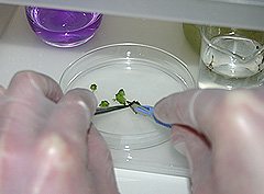 &copy; c-lab 2004, plant tissue cut up into smaller pieces on petri dish