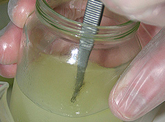 &copy; c-lab 2004, smaller pieces of plant tissue placed in set tissue culture media