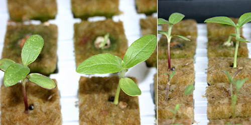 Sunflower seedlings placed in Gordan's Transplanting Cubes, 14 July 2007.